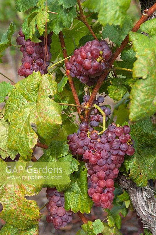 Vitis vinifera 'Chasselas Rose Royal Dessert' - Vigne de raisin - grappes de raisins mûrs rouge-violet parmi le feuillage