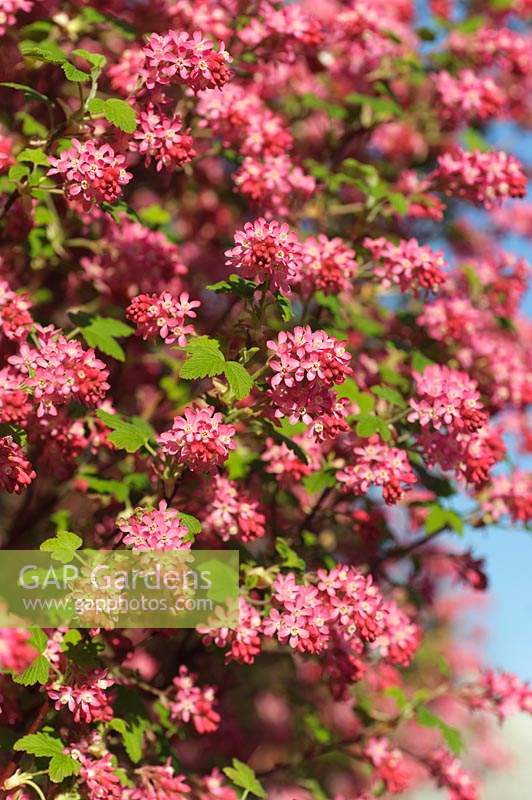 Ribes Sanguineum - Grappes pendantes de cassis en fleurs, avril