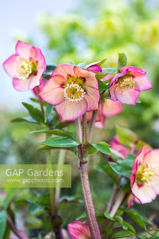 Helleborus x hybridus 'Red Apricot Picotee '. Un hellébore aux fleurs pâles de couleur abricot