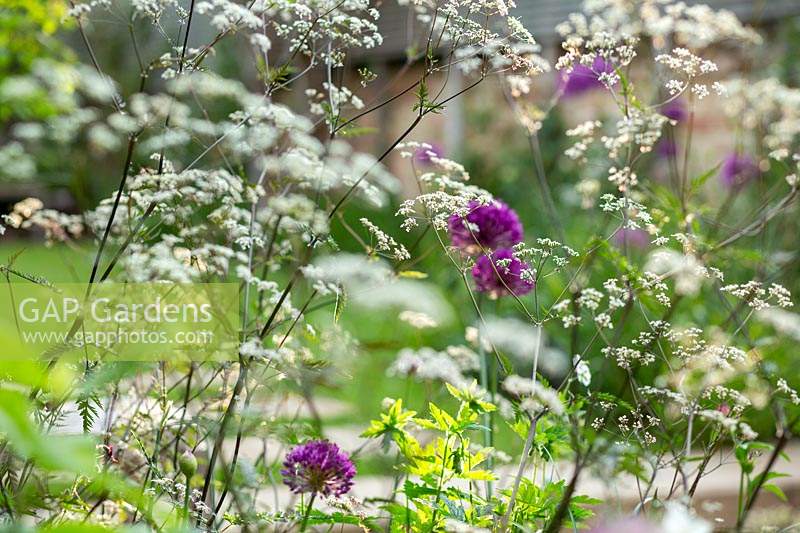 Parterre de fleurs planté avec une combinaison d'Anthriscus sylvestris 'Ravenswing' et d'Allium hollandicum 'Purple Sensation '.