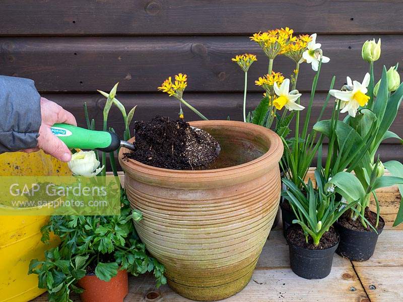 Planter un pot de printemps avec Primula 'Oak Leaf Yellow Picotee', Renoncule, Tulipa et Narcisse 'Jack Snipe'