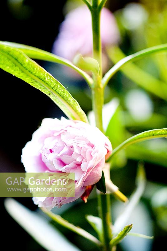Les fleurs de pivoine sont câblées et affichées sur le laurier-rose.