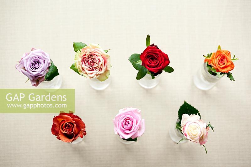 Roses coupées dont 'Ocean Song', 'Pause-café,' Finesse ',' Heaven ',' Red Naomi ',' Sweetnesse 'et' Colandro