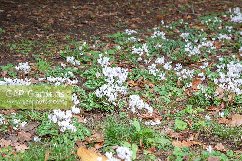 Cyclamen hederifolium blanc syn. Cyclamen neapolitanum naturalisé en arboretum.