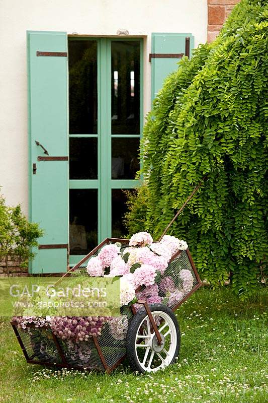 Tiges récoltées d'hortensia et d'Astrantia dans un chariot à roues en métal à l'extérieur d'une maison