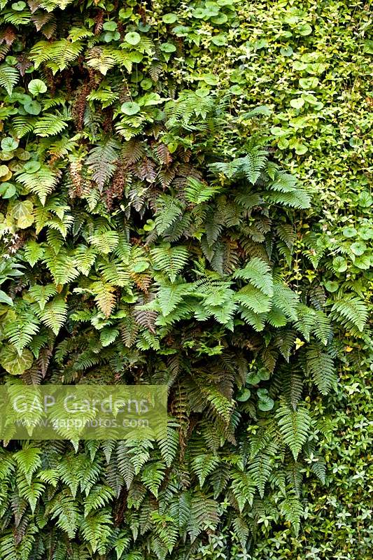 Polystichum polyblepharum, Saxifrage et autres plantes dans un mur vivant vertical.