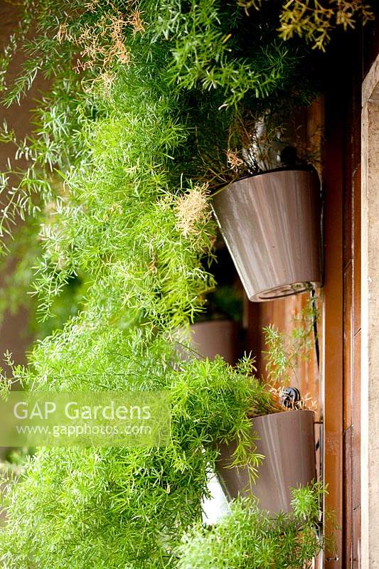 Asparagus densiflorus 'Sprengeri' déborde de jardinières verticales dans un petit jardin en terrasse.