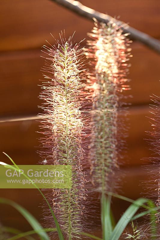 Pennisetum alopecuroides 'Moudry' - Herbe de fontaine chinoise