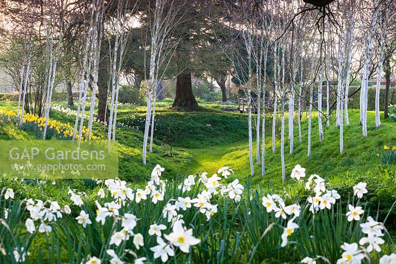 Narcisse 'White Lady' et Betula utilis 'Jacquemontii' dans The Dell. Jardin Wyken Hall, Suffolk.