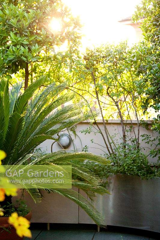 Cycas revoluta sur la terrasse du toit avec des jardinières en acier courbé
