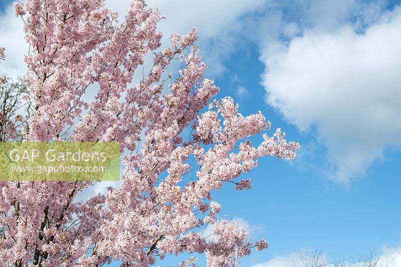 Prunus pendula Ascendens rosea - Cerisier en fleurs japonais à RHS Wisley garden - Mars