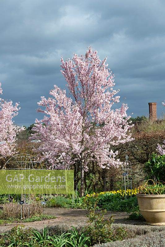 Prunus pendula Ascendens rosea - Cerisier en fleurs japonais à RHS Wisley garden - Mars