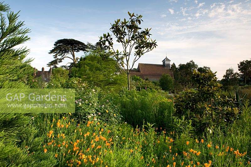 Parterre de fleurs d'Eschscholzia, Rosa et Magnolia - Le jardin du monde, le château de Lullingstone, Kent, UK.