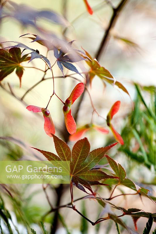 Acer japonicum