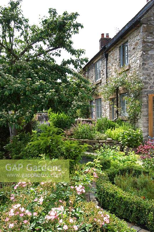 Petit jardin de chalet avec des roses dans un parterre bas Buxus et un parterre de fleurs rasied d'herbes à côté de la maison en pierre