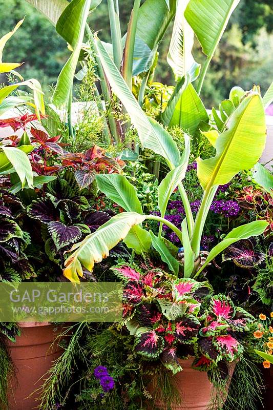 Groupe de pots d'été - les plantes comprennent Ensete ventricosum, Alpinia et Petunia 'millions de cloches'