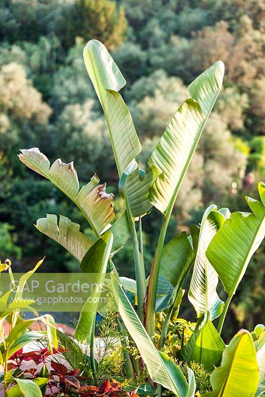 Feuilles d'ensete ventricosum, juillet