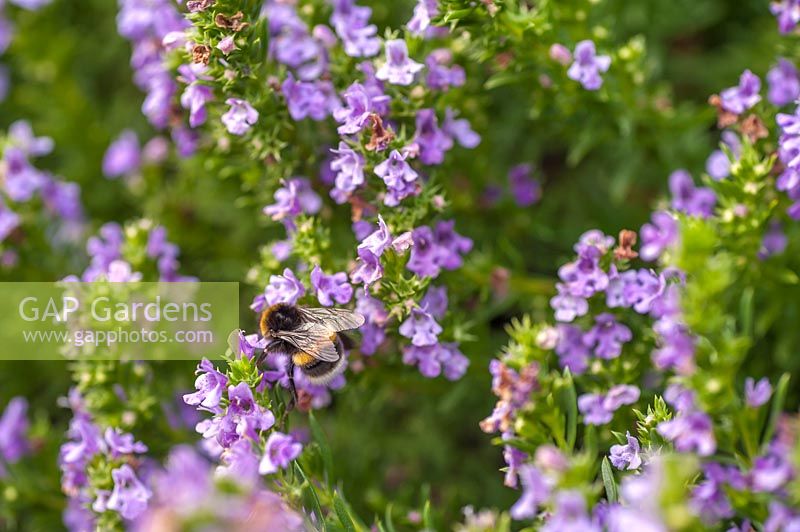 Satureja subspicata avec bourdon pollinisateur