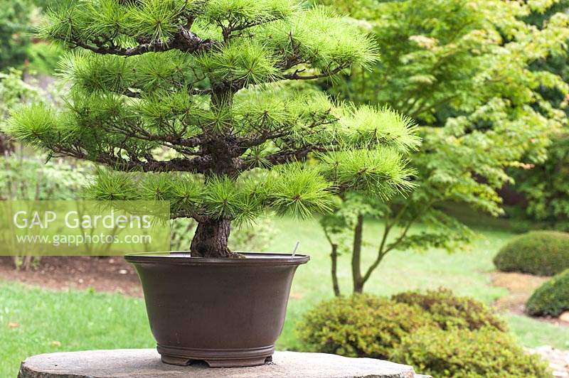 Pinus thunbergii 'Pin noir, pin noir du Japon, pin du Japon' bonsaï en pot sur socle lapidé.