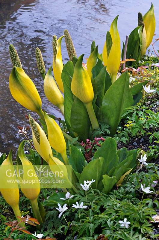 Lysichiton americanum - Chou jaune coulé - croissant par l'eau avec de l'anémone blanche