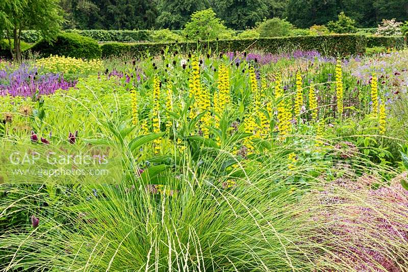 La prairie vivace à Scampston Hall Walled Garden, North Yorkshire, UK. La plantation comprend Thermopsis caroliniana et Festuca mairei.
