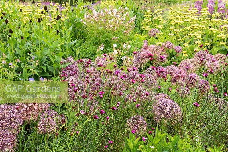La prairie vivace à Scampston Hall Walled Garden, North Yorkshire, UK. La plantation comprend Allium cristophii, Dianthus carthusianorum, géraniums et Phlomis russeliana