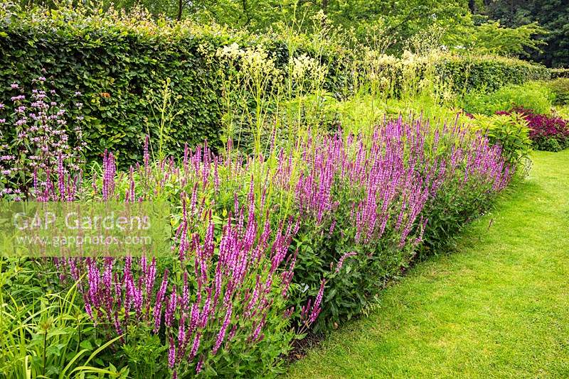 Les parterres de fleurs de printemps et d'été soutenus par des haies de hêtres - Fagus sylvatica - avec des plantations pérennes, y compris la Salvia et le Thalictrum. Jardin clos de Scampston Hall, North Yorkshire, Royaume-Uni.