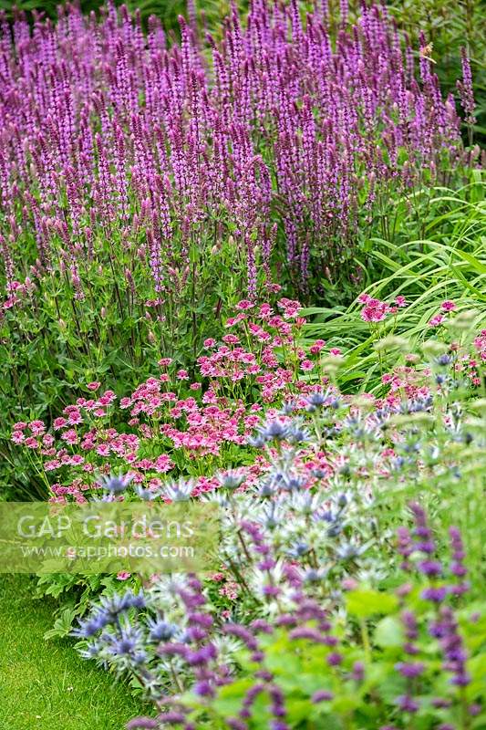 Les plates-bandes de printemps et d'été avec une combinaison de plantation pourpre et rose, y compris la Salvia, l'Astrantia, le Phlomis, l'Eryngium et le Nepeta au Scampston Hall Walled Garden, North Yorkshire, UK.