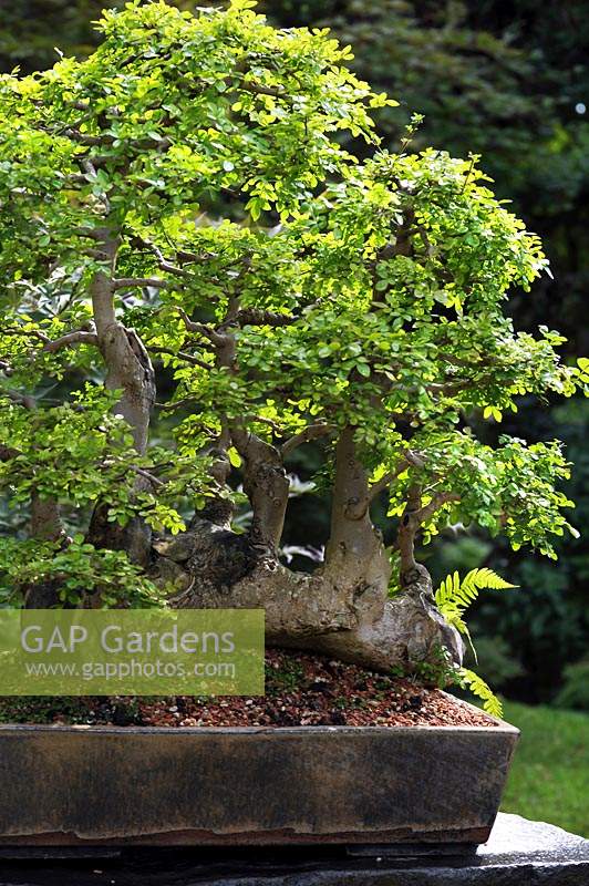 Fraxinus uhdei - Frêne shamel ou bonsaï frêne à feuilles persistantes en pot sur socle lapidé. Jardin japonais, collection de bonsaïs du jardin botanique de Prague