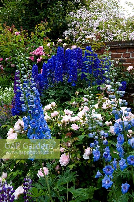 Delphiniums et roses dans un parterre de jardin clos.