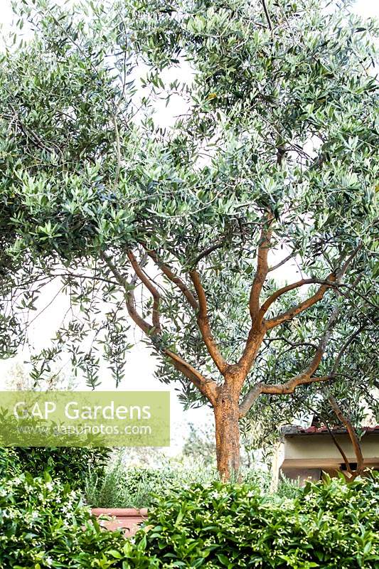 Un olivier dans le jardin italien.