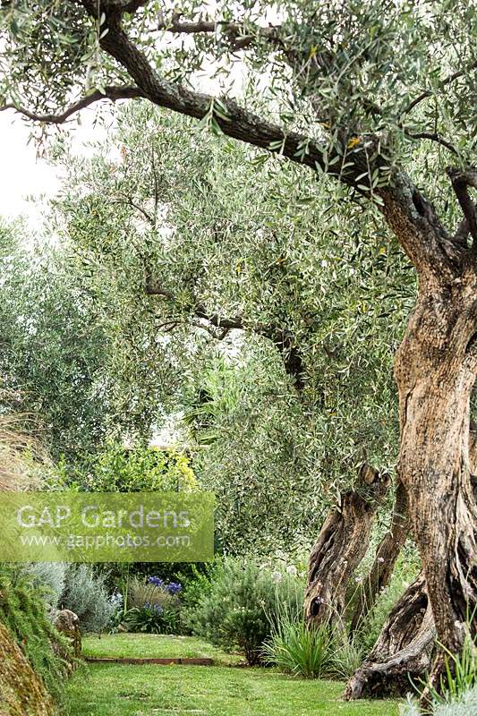 Plantes arbustives méditerranéennes mixtes, y compris olives, verveine, agapanthe, rosamrinus, carex, achium, tulbaghia.
