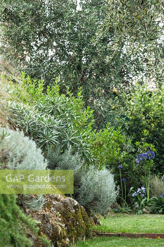Plantes arbustives méditerranéennes dont olives, verveine, agapanthe, rosamrinus, carex, achium, tulbaghia.