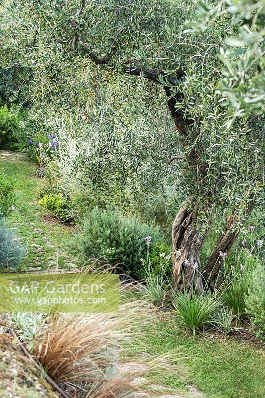 Plantes arbustives méditerranéennes dont olives, verveine, agapanthe, rosamrinus, carex, achium, tulbaghia.