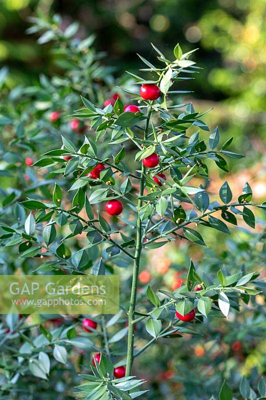 Ruscus aculeatus