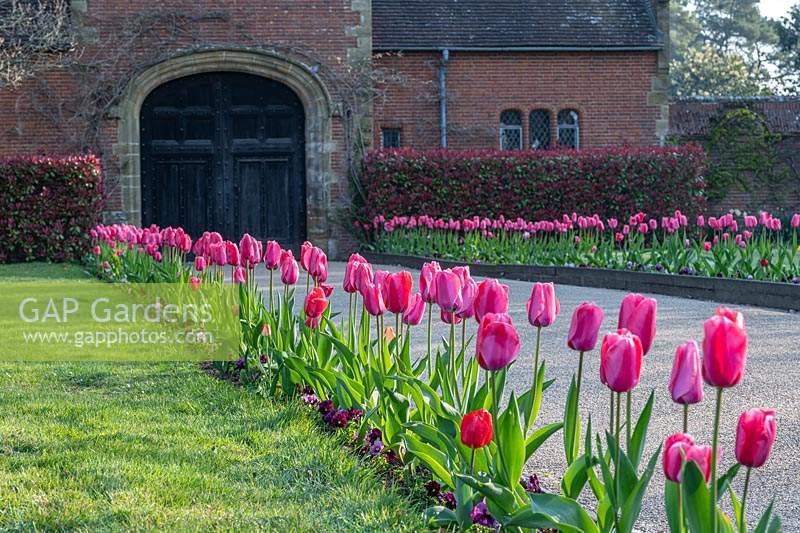 Rangées de fleurs roses Tulipa 'Raspberry Ripple' entrée de ligne à l'entrée du château de Hever. Kent, Royaume-Uni.
