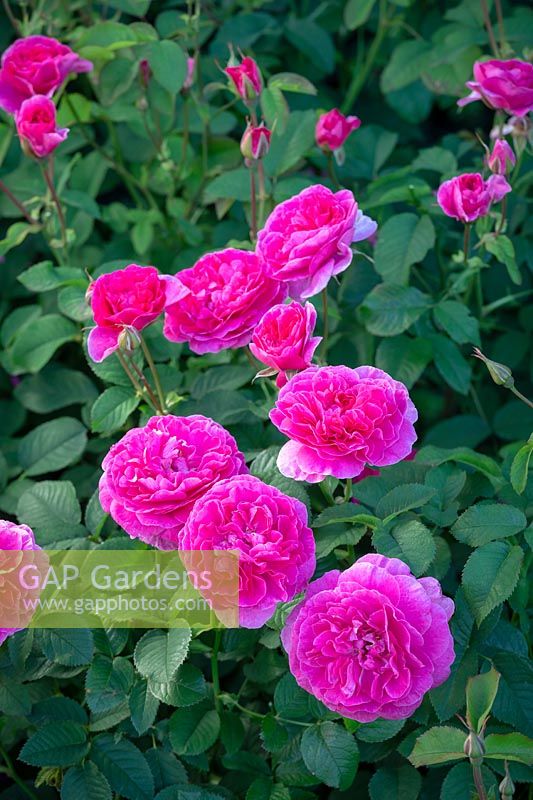 Rosa 'Rose d'Angleterre' syn. 'Auslounge'