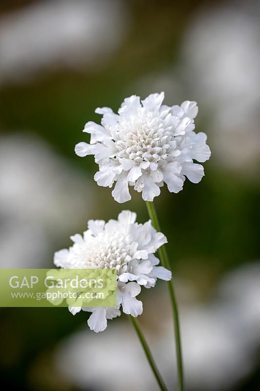 Scabiosa columbaria 'Flutter Pure White' - Scabious, Pincushion flower