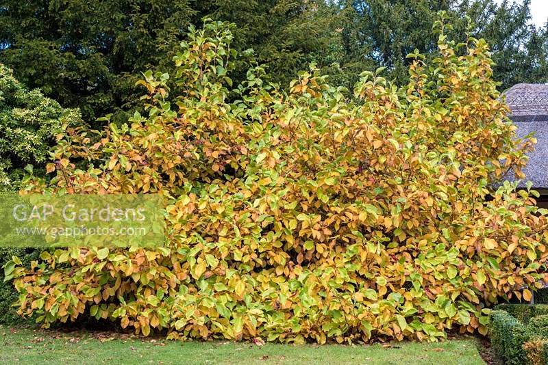 Magnolia kobus - tête de semence d'automne
