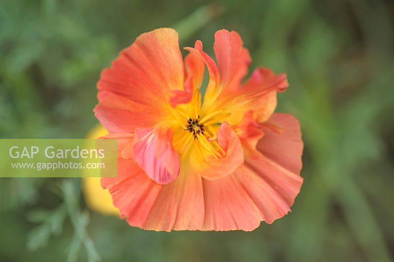 Eschscholzia californica Thai Silk Series, 'Apricot Chiffon' - California Poppy