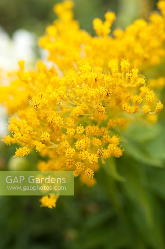 Solidago 'Quennie' syn. 'Pouce d'or' - verge d'or