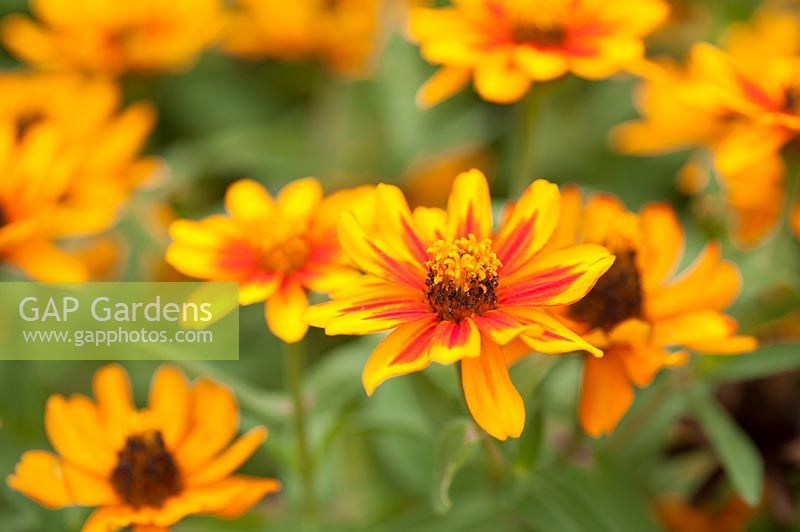 Zinnia marylandica 'Sunburst'