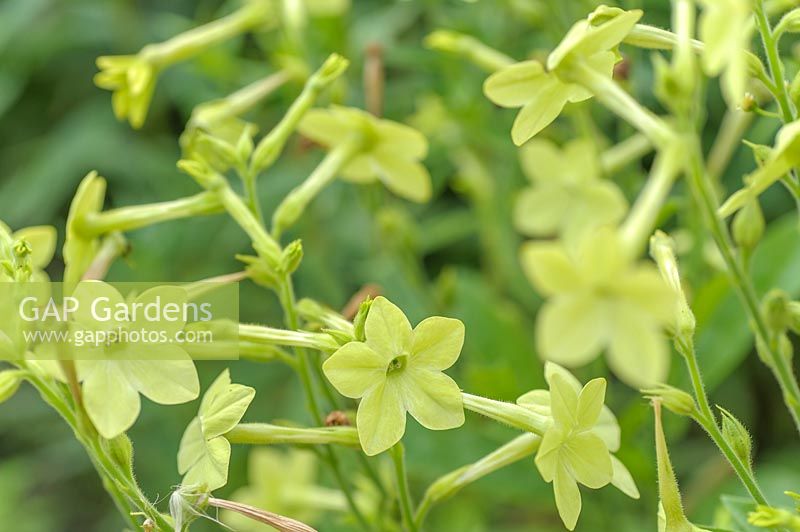 Nicotiana alata 'Lime Green' - Tabac à Fleurs
