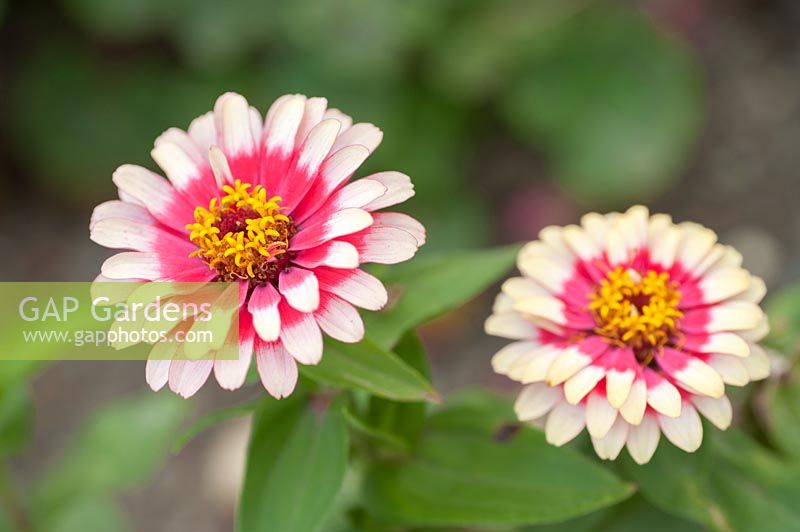 Zinnia elegans 'Swizzle Cherry Ivory'