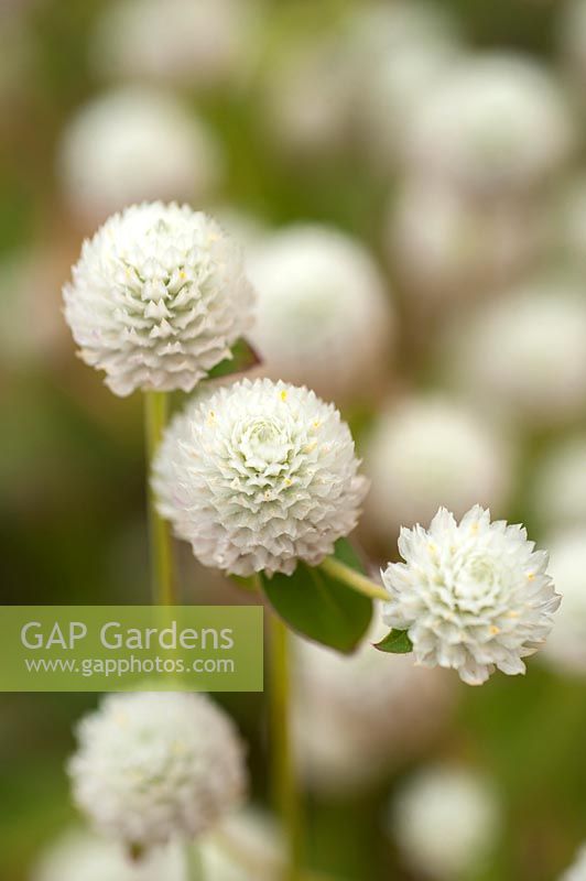 Gomphrena globosa White - Globe Amaranth, bouton Bachelor, Common Globe Amaranth