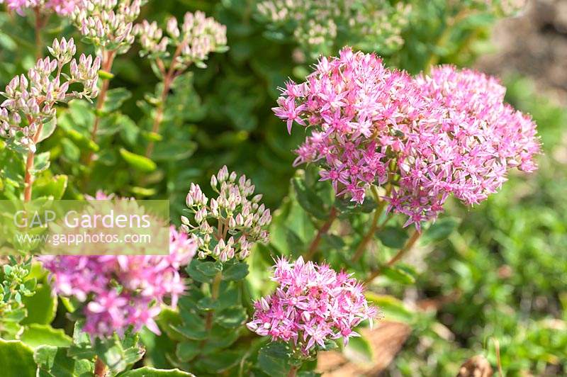 Hylotelephium 'Munstead Dark Red' syn. Sedum