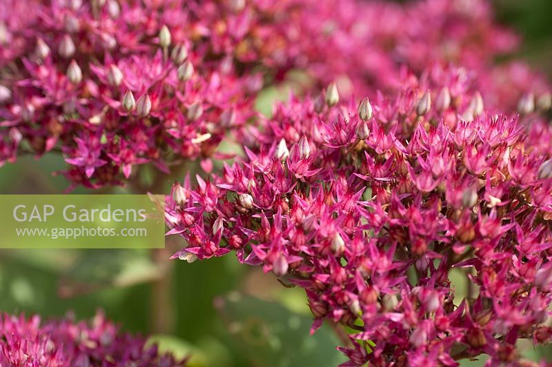 Hylotelephium 'Class Act' syn. Sedum f