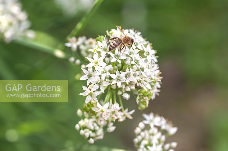 Blooming Allium canadense - Ail sauvage, Ail des prés, Oignon sauvage - avec abeille pollinisatrice