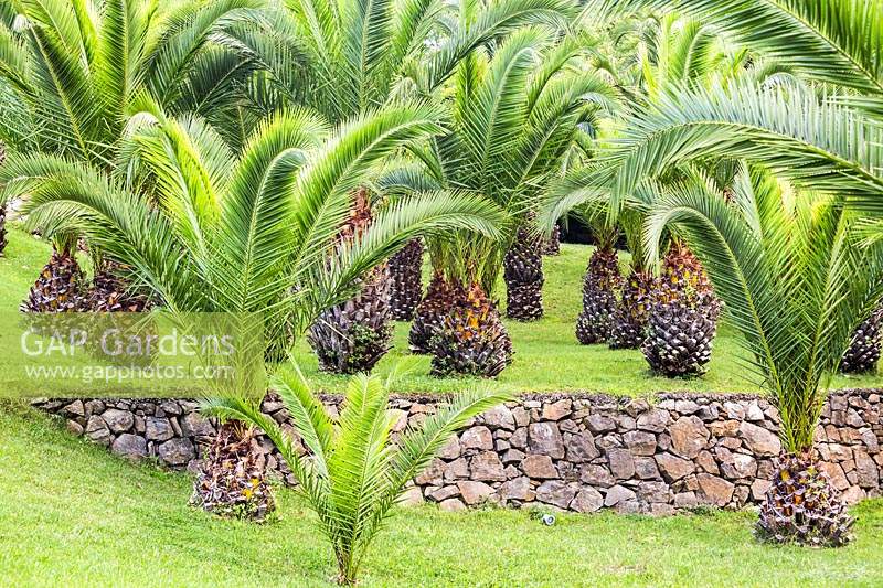 Une œuvre d'art de Phoenix dactylifera - Date Palm - installé sur une terrasse en herbe avec mur de soutènement en pierre