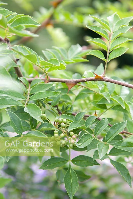 Zanthoxylum piperatum - poivre japonais, poivre de Sichuan - les baies sont un constituant du «poivre du Sichuan» et de la «poudre aux cinq épices»